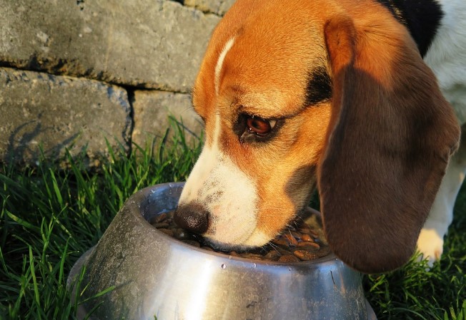 nutricion en perros