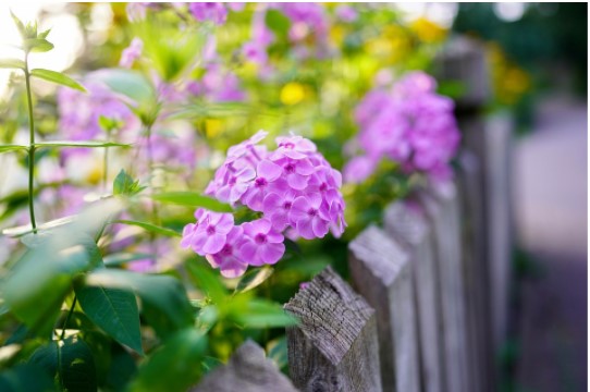 flores lilas