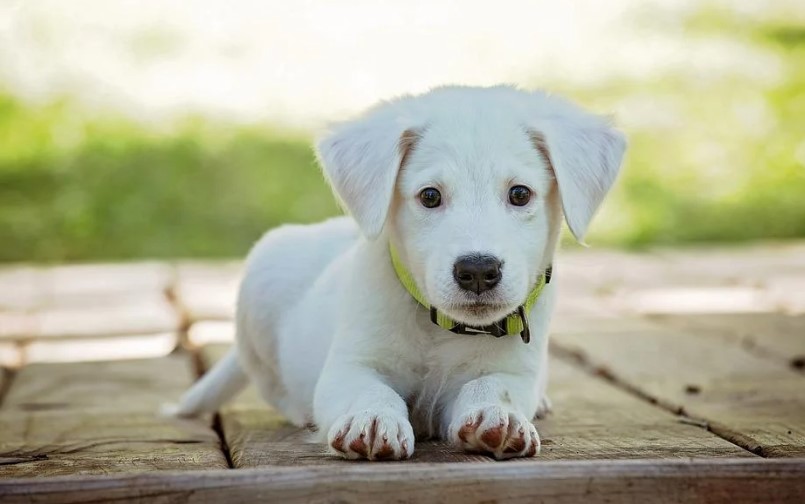 Cachorro blanco