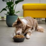 comida humeda para perros