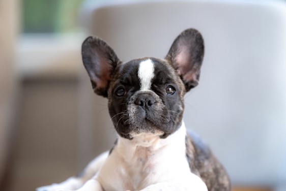 Cachorro de bulldog frances