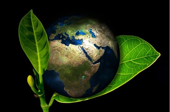 Brote verde sosteniendo planeta tierra