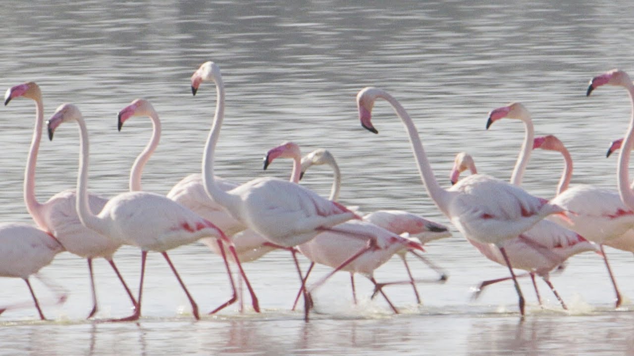 ¿Cuando hay más flamencos en Cabo de Gata?