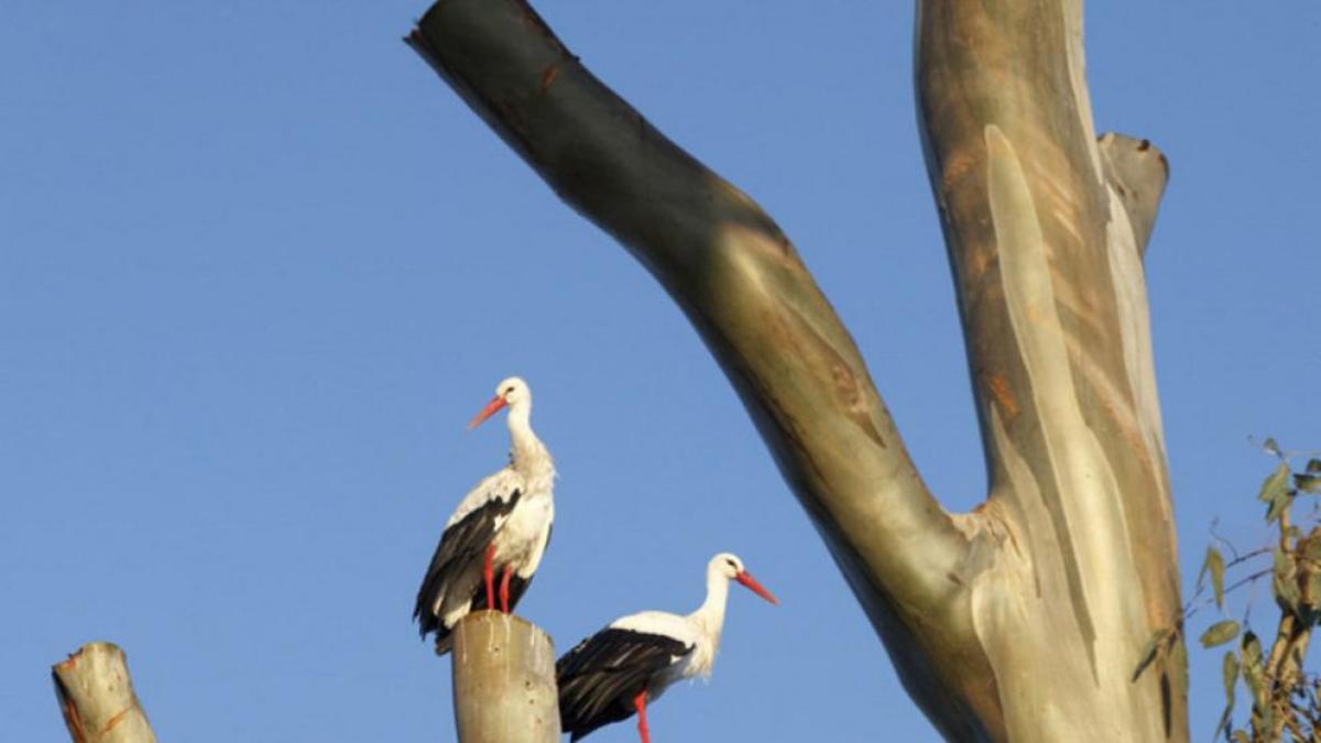 Turismo ornitológico en Almería