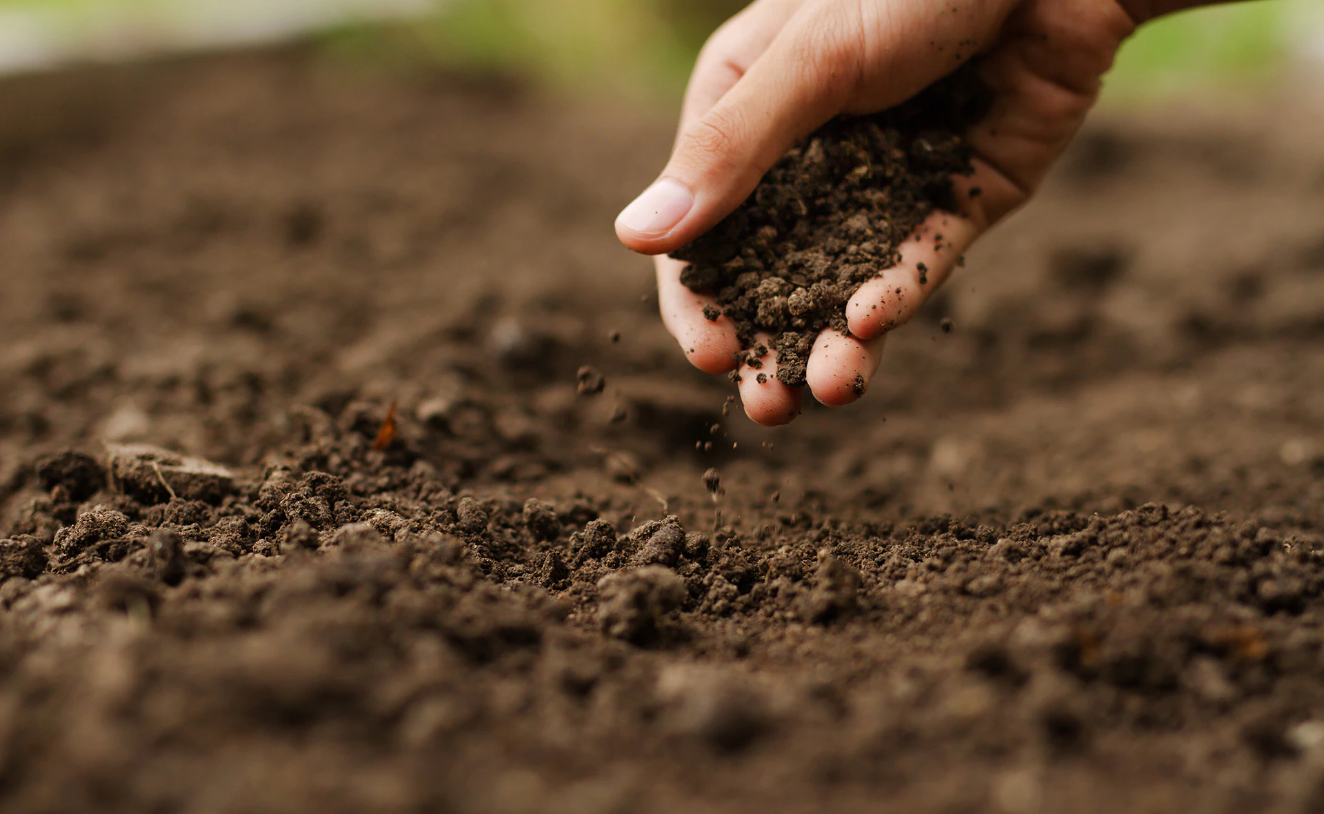 El impacto de la agricultura sostenible en el futuro del planeta