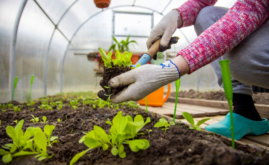 Cómo construir invernaderos ecológicos paso a paso