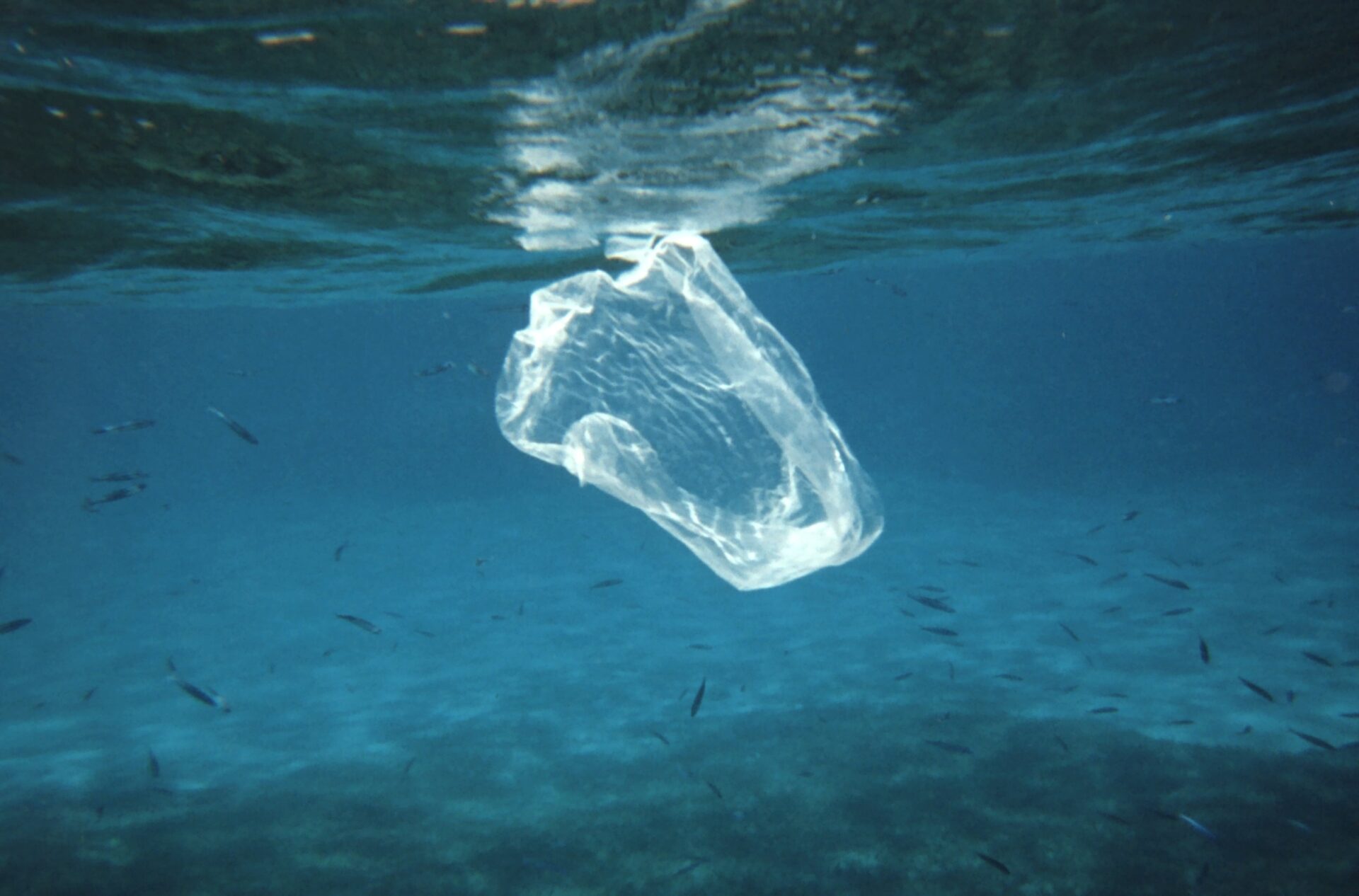 La Importancia de la Biodiversidad Marina: ¿Qué es y por qué debemos protegerla?