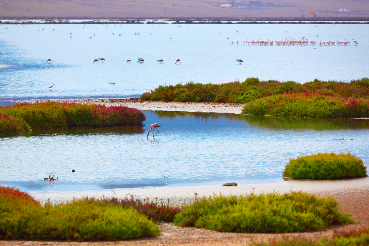 Maravillas de las Salinas de Cabo: Un paraíso natural en México