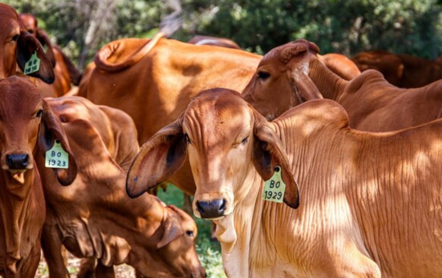 vacas