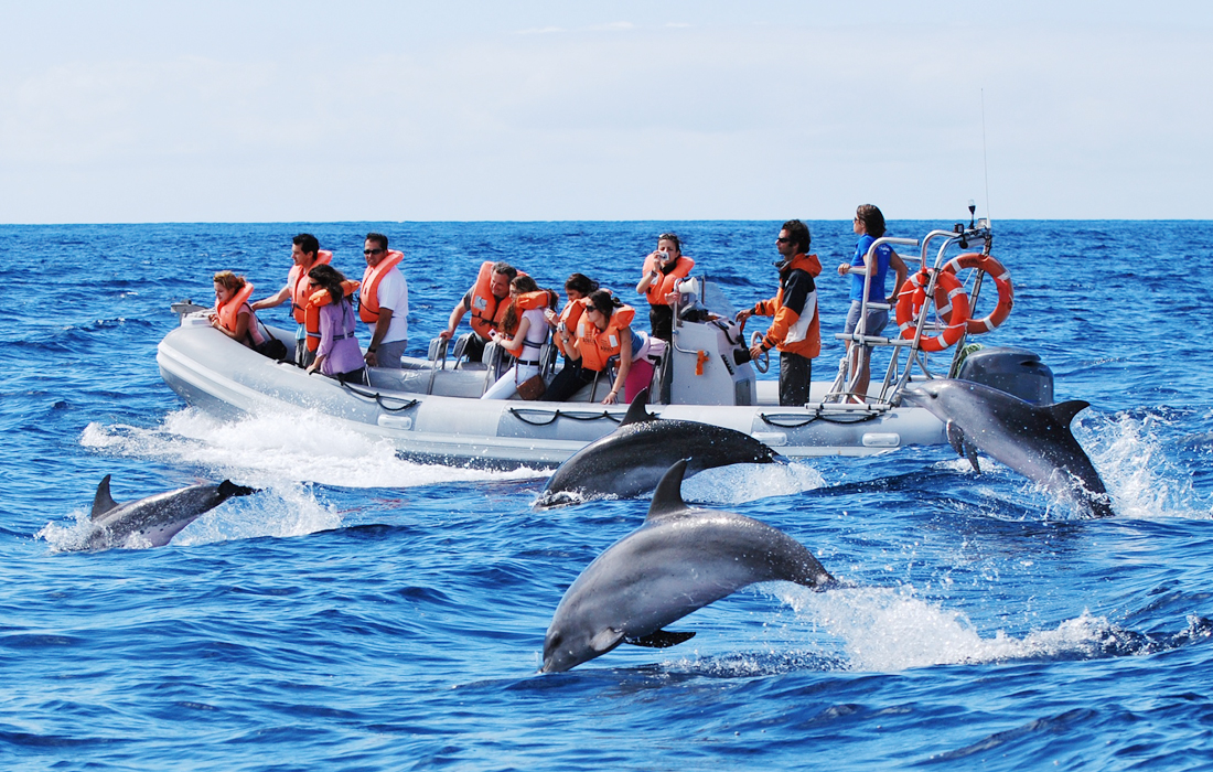Whale and Dolphin Watching Azores 001