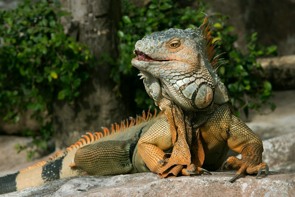 que pasa si como iguana